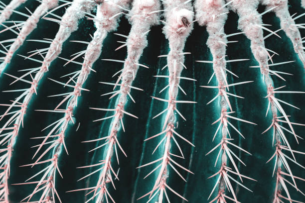istock Closeup view of green cactus as a background 1147124175