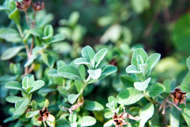 istock Leaves Cistus tauricus closeup 1147125473