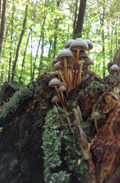 istock Mushrooms and lichens 1147126590