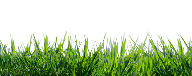 白い背景に孤立した草 - 草原 ストックフォトと画像