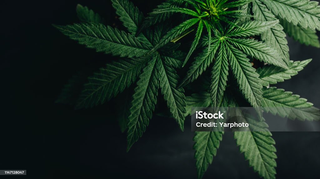 marijuana cannabis leaf background marijuana leaves cannabis plants a beautiful background Cannabis Plant Stock Photo