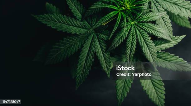 Marijuana Cannabis Leaf Background Stock Photo - Download Image Now - Cannabis Plant, Cannabis - Narcotic, Marijuana - Herbal Cannabis