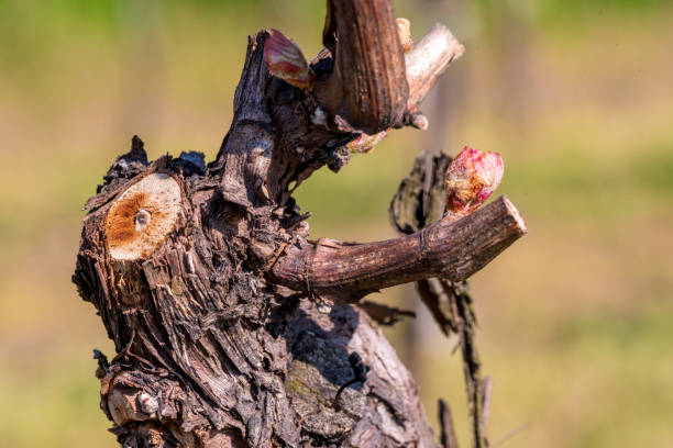 istock Young shoot of a grape vine 1147128132