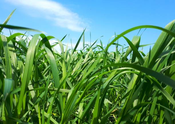 istock Fresh green grass on a sunny field, winter wheat planting 1147128377