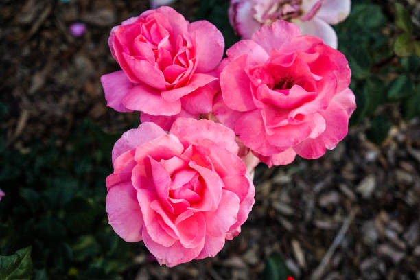 istock pink rose in the rose garden 1147128794