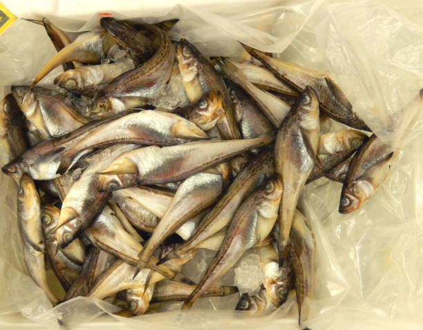 istock Wild sand fish from Korea on ice retail display 1147129715