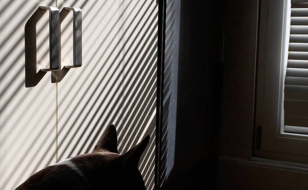 istock Shadow play in the apartment 1147129734
