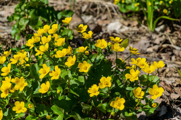istock yellow spring flowers blooming on the shore of river 1147129950