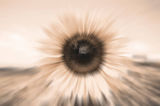 macro sun flower