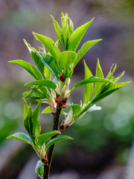 istock first fresh green leaves on trees in spring 1147130525