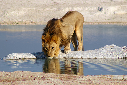 Etosha National Park, Namibia. A lion drinks from a watering hole while looking directly at the viewer.