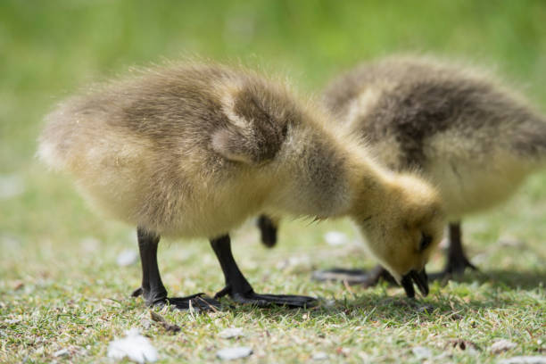 istock Goslings foraging for food 1147131448