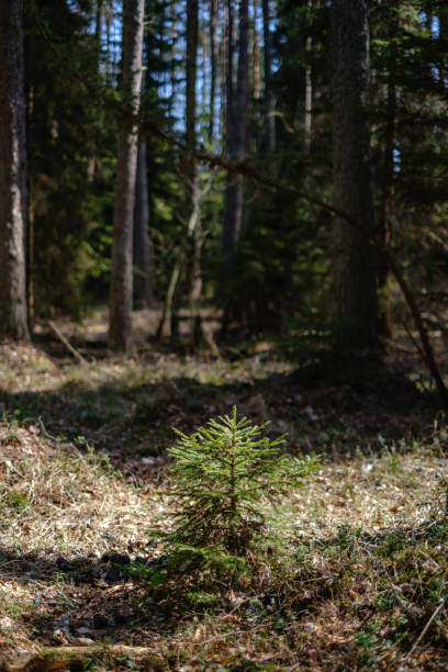 istock young fresh spring green spruce tree forest in sunny day 1147131548