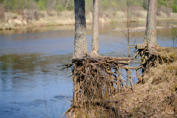 istock forest lake surrounded by tree trunks and branches with no leaves 1147131615