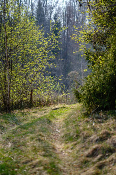 istock empty gravel dust road in forest with sun rays and shadows 1147131695