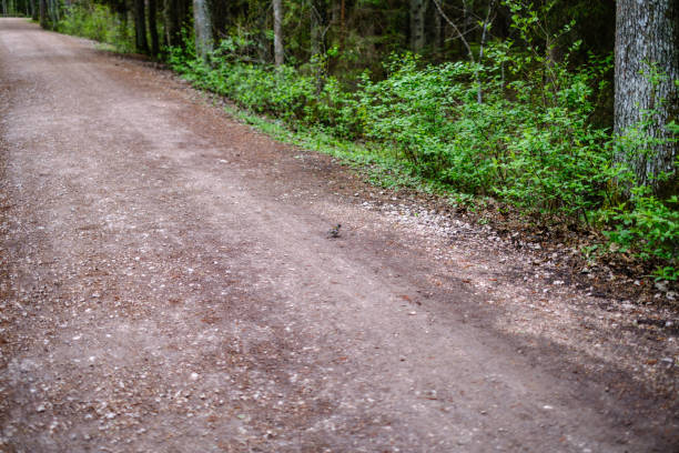 empty gravel dust road in forest with sun rays and shadows. early spring countryside