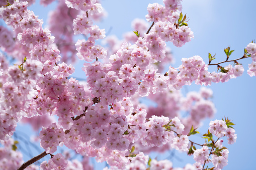 Cherry Blossom with sunny sky