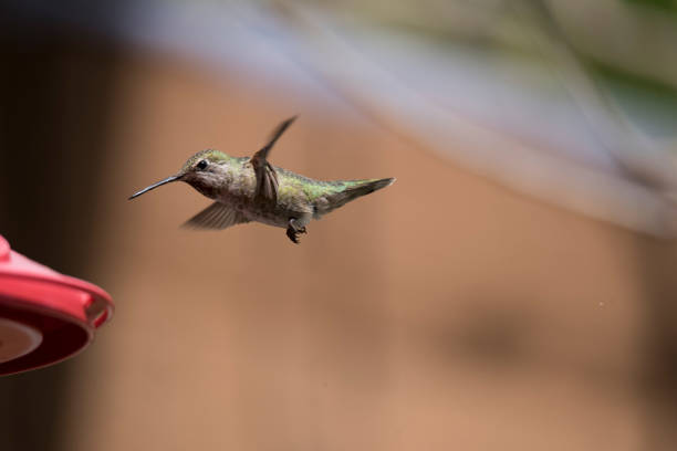 Hummingbird at a nectar bird feeder