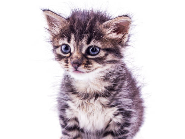 istock Gray striped kitten with blue eyes. Isolated white 1147132078