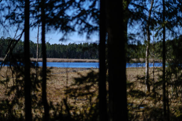 istock young fresh spring green spruce tree forest in sunny day 1147133064