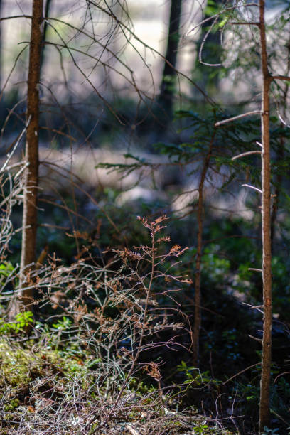 istock young fresh spring green spruce tree forest in sunny day 1147133070
