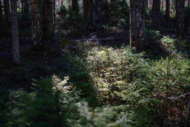 istock young fresh spring green spruce tree forest in sunny day 1147133235