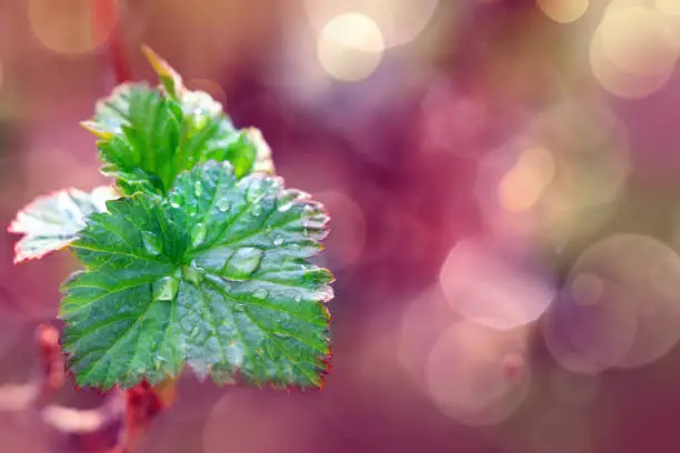 Green leaf macro, soft focus on water drops.