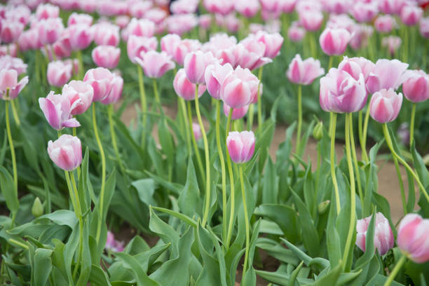 istock Flower beds with colorful tulips 1147133489
