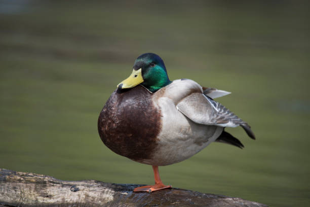 istock Male Mallard duck standing on one leg 1147133693
