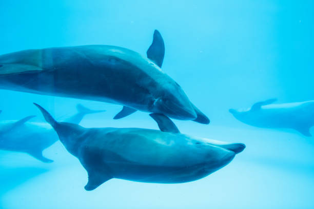 istock Adorable Sea dolphins couple swimming 1147133856