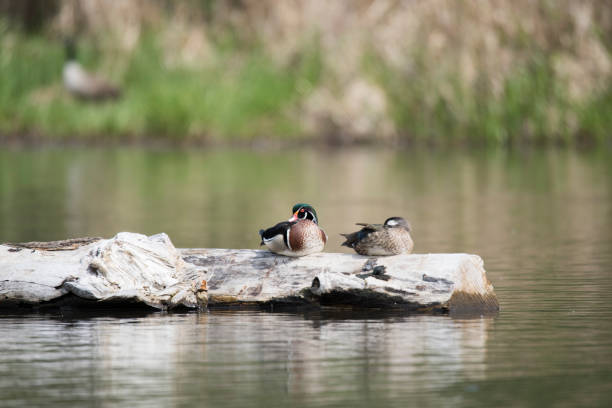 Mallard duck couple