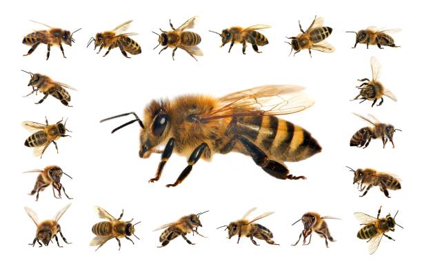 istock bee or honeybee isolated on the white background 1147134952