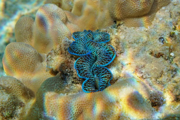 istock A mollusk maxima clam Tridacna maxima underwater 1147135888