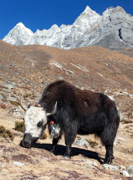 istock Black and white yak on the way to Everest base camp 1147135899
