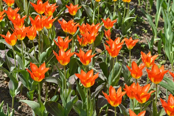 Spring in park. Tulip Juan,  bulbous perennial with bronze-marked leaves and bowl-shaped orange-red flowers, base yellow