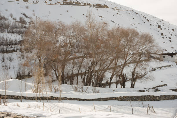 istock Dry tree in winters in himalayas - India 1147137199