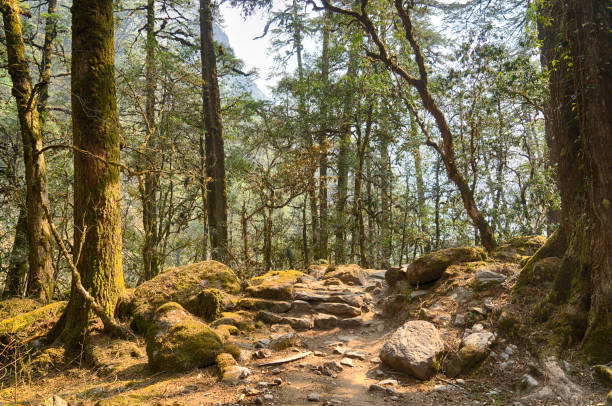 istock Hiking in Nepal jungle forest 1147137282