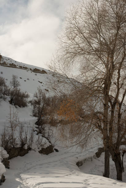 istock Dry tree in winters in himalayas - India 1147137378