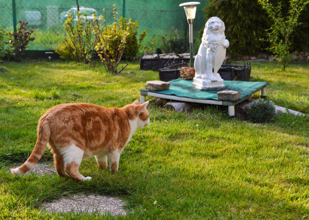 istock Cat in the garden 1147137388