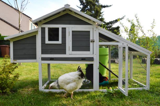 istock Hen house or chicken coop 1147137729