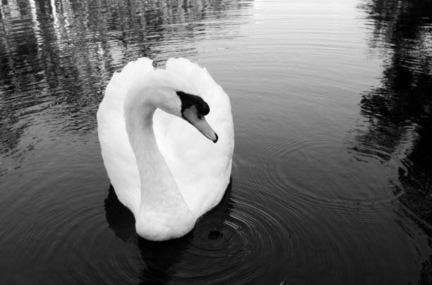 istock Graceful Swan in a Pond captured in black and white 1147138600