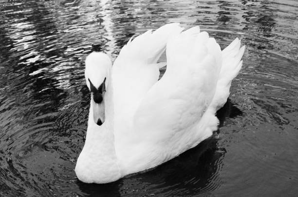 istock Graceful Swan in a Pond captured in black and white 1147139125