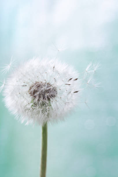 istock Single dandelion flower with flying feathers on light background. Beautiful nature poster. 1147139129