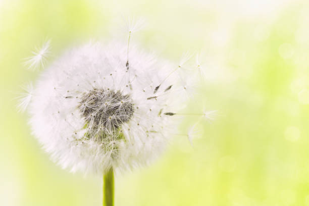 istock Fluffy dandelion flower with flying feathers on sunny bokeh background. Beautiful spring or summer nature scene. 1147139293