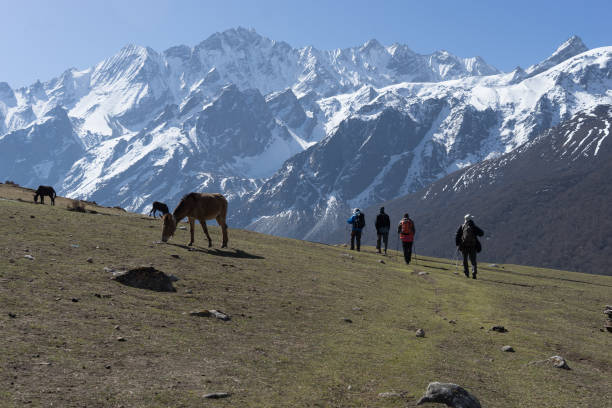 Backpackers and horses in Nepal climbing muntains stock photo