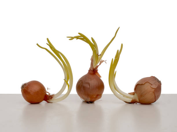 istock Three onions found sprouting in my fridge. Vegetables isolated against white background, on white surface. 1147140838