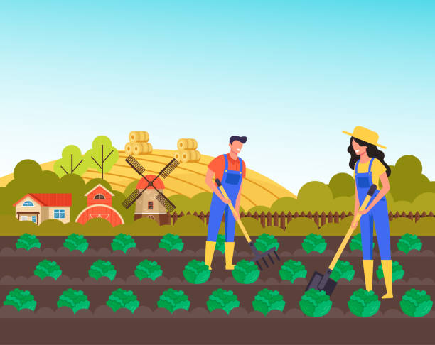 Man and woman farmers worker working on field. Farming agriculture concept. Vector flat cartoon graphic design illustration Man and woman farmers worker working on field. Farming agriculture concept. Vector flat cartoon graphic design sow stock illustrations