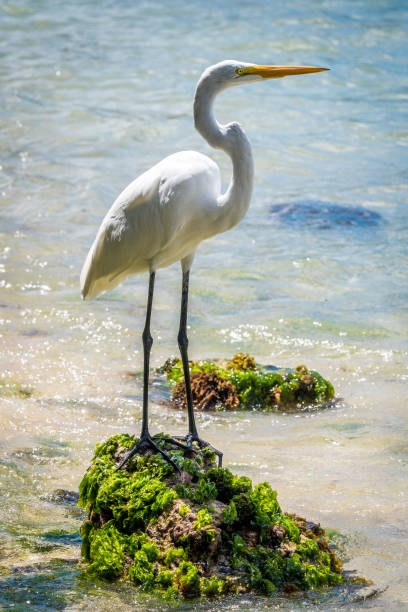 istock White heron stands on the rock 1147141153