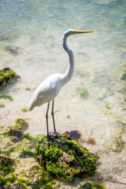 istock White heron stands on the rock 1147141156