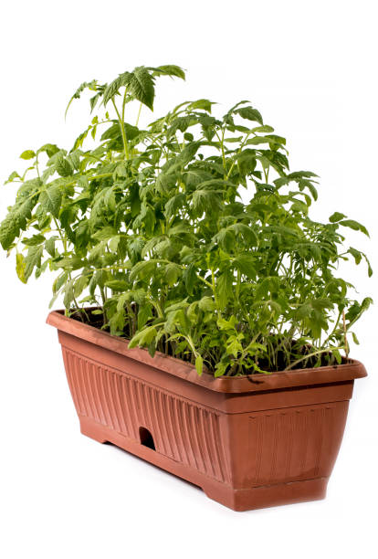 istock Tomato seedling in a box on a white background 1147141935